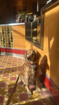 Un perrito disfrutando su visita a Fiorentina
